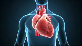 Unveiling Heart Health: Everyday Habits & Prevention