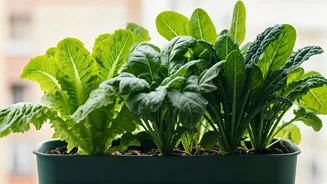 Leafy Greens Can Survive Without Balcony Drama