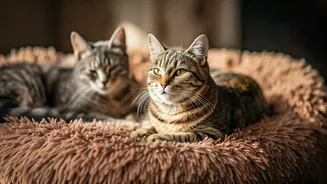 Related Stories banner