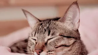 Researchers Examine Whether Consistent Sleep Supports Better Brain Function