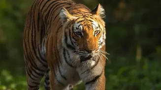 Nepal Reports Major Tiger Growth Alongside Stronger Community Protection