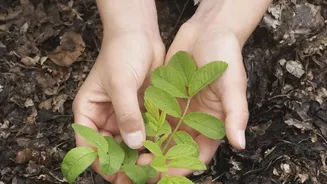 How Environmental Science Helps Urban Gardeners Rebuild Beneficial Soil Microbes Post-Waterlogging
