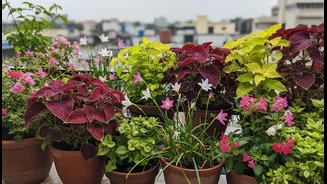 Bengaluru Balcony Gardeners and First-Time Plant Parents Should Watch Bengaluru's Rain-Fed Planting Window More Closely