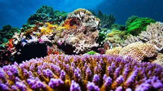 Lakshadweep Coral Reef Preservation Plan Enforces Sustainable Travel Limits Across Popular Island Destinations