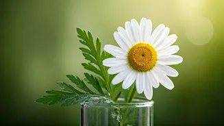 Embrace Gentle Radiance: The Power of Anti-Inflammatory Skincare