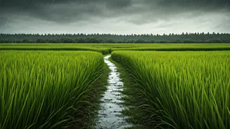 Monsoon Goa Is Soft, Green And Surprisingly Tempting