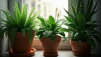 Rain-Friendly Plants Are Perfect For Urban Homes