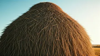 Vanguard's Wisdom: Investing Like a Pro