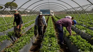 Crise de água na Espanha ameaça abastecimento agrícola da Europa