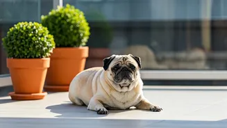 Why Fresh Air Terrace Zones Are Essential For Modern Pugs