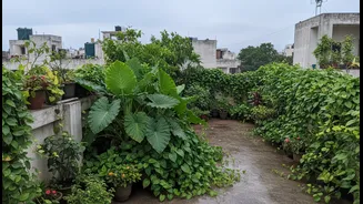 Terrace Cooling Gardens Can Help Concrete Homes Feel Cooler During The Monsoon