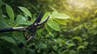 Plant Parents Need To Trim Before Rain Chaos