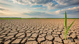 Consistent Rains Awaited As Farmers Advised Pause Sowing New Crops