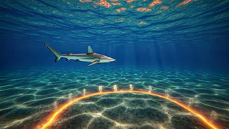 Shark Tagging: Unveiling Marine Protected Areas' Weaknesses