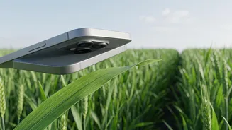 Low-Cost Crop Protection: AI Smartphone Sensors Assist Punjab Farmers In Saving Harvests