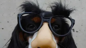 Dog Communication Studies Need Village, Street and Household Contexts