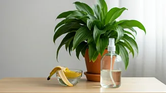 Make Homemade Banana Peel Spray To Save Humidity Stressed Plants