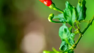 Inside Growing Thai Chillies In Pots: Watching For Common Plant Pests