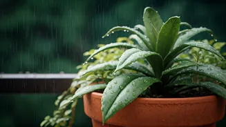 Rainy Season Loves Balcony Plants