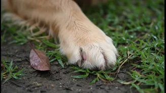Rainy Weather Makes Ear Infections And Paw Irritation Easier To Miss