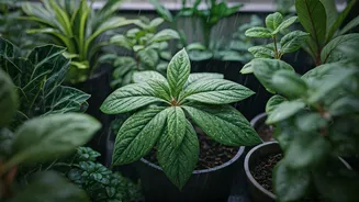 Low-Maintenance Plants Are The Monsoon Garden Flex