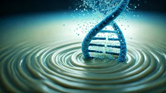 Splenda's Secret: A Sweetener's Link to DNA Damage and Gut Health Concerns