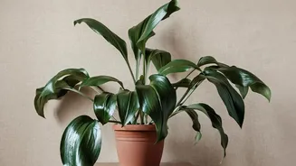 Build A Plan For New Houseplant Quarantine Around Leaf Checks, Then Add Soil And Pot Checks