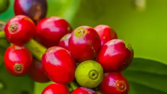 Budget-Friendly Coffee Estate Stays Worth Booking Before Peak Holiday Season Begins