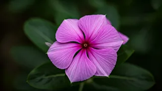 Unlocking Periwinkle's Hair Growth Secrets!