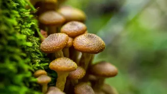 Mushrooms During Rainy Season: What Beginners Need To Know