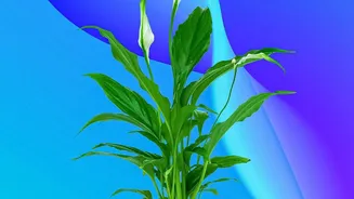 Latest Findings Clarify The Difference Between Plant Benefits And Air Purification