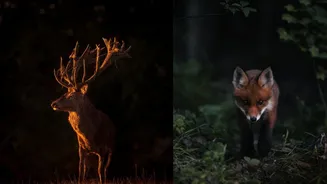 Lucknow to host India’s first Urban Night Safari: All you need to know about Kukrail Forest