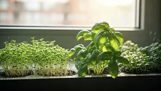 Tiny Gardens Are Winning Big In Urban Homes