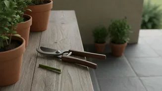 Start August Plant Pruning with Plant Type, Not Just a One-Size-Fits-All Calendar after the August Pruning Window