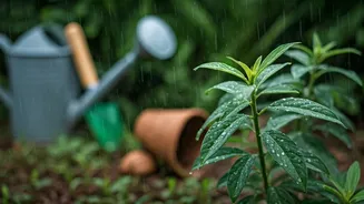 July Gardening Needs Fewer Mistakes, More Basics