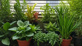 Protect Your Balcony Garden With These Simple Plant Picks
