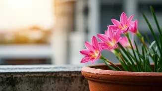 Magical Rain Lilies Transform Boring Balconies Overnight Post Rains