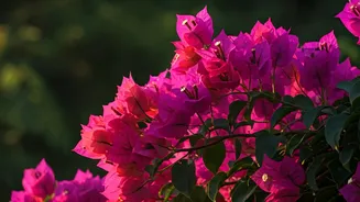 Bougainvillea's Bold Journey: From South American Wilds to India's Beloved Bloom