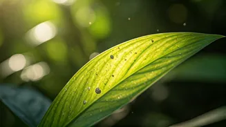 Plants Reveal Secrets: Rare Earth Elements Found!