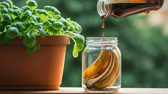 Your Balcony Garden Needs This Homemade Banana Peel Liquid