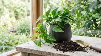How To Repot Indoor Plants Safely Beginners Guide To Changing Soil Without Root Harm