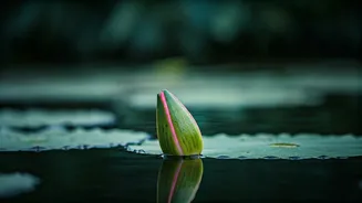 Embrace Life's Love: Jon Kabat-Zinn's Insight on Mindfulness and Living Fully