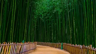 How Wayanad Resorts Offer Green Sustainable Escapes In Bamboo Treehouse Cabins
