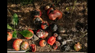 Understanding Sustainable Agriculture and Biofertilizers