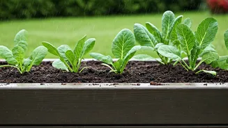 Raised Beds Are The Rainy Garden Upgrade