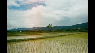 El Niño Drives Food Price Surge Across Asia