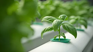 Hydroponics Has Entered The Plant-Parent Chat