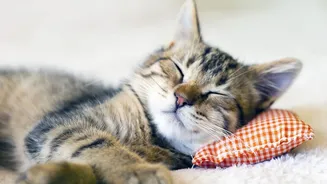 A Practical Checklist For Rest-Day Planning Covers Gentle Movement And Regular Meals