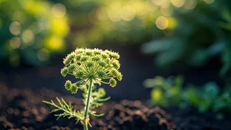 Cultivate Your Own Flavor: A Simple Guide to Growing Caraway Seeds at Home