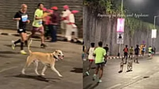 'Pawsitive Attitude': Stray Dogs Join Runners At Tata Mumbai Marathon Early Morning; Adorable Video Goes Viral